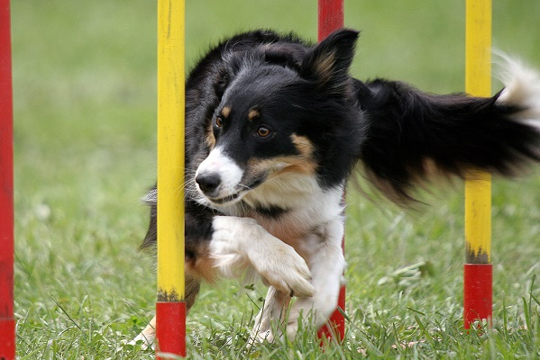 Dog Agility